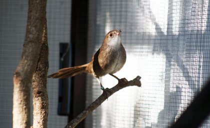 Eastern bristlebird Eastern bristlebird